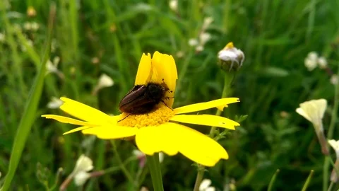 May-bug eats nectar on the yellov flower Stock Footage 73766575