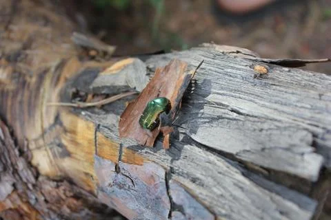 May bug in the forest Fotos de archivo