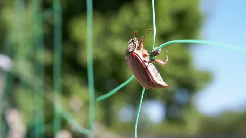 May Bug on Green Netting Stock Footage 293196313