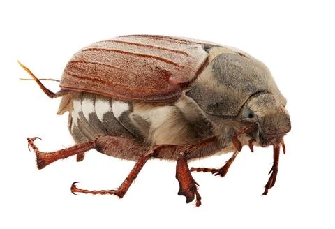 May bug macro isolated on white Stock Photos