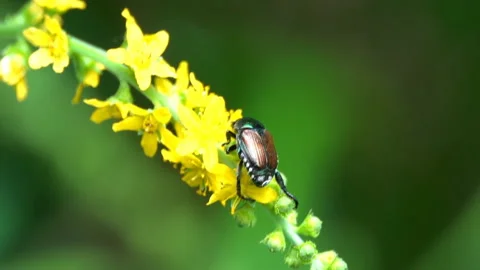 May bug - Melolontha melolontha. Chafer sitting on a flower Stock Footage 111234653