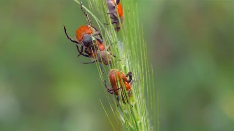 May-bug  or cockchafer on a green plant Video stock 110035976