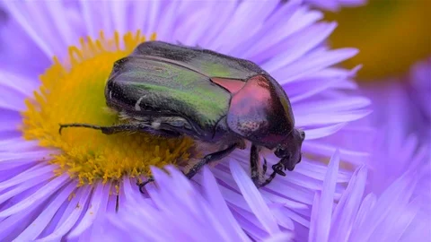 May-bug  or cockchafer on a purple flower Video stock 110032789