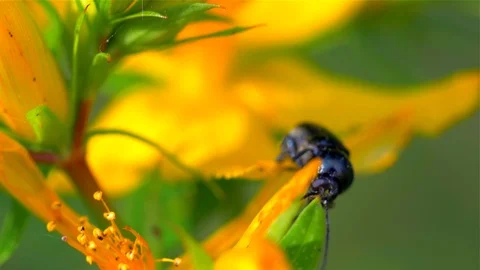 May-bug  or cockchafer on a yellow flower Video stock 110024554