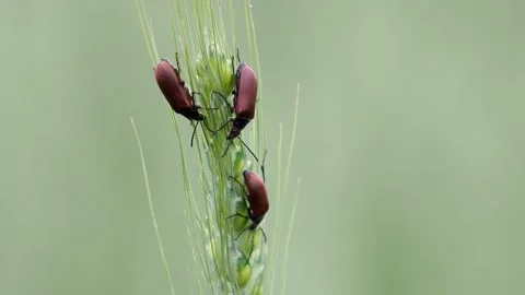 The May Bug or Common Cockchafer, a pest of cereal crops, Melolontha melolontha Stock Footage 156895518