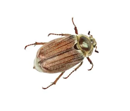 May-bug Stock Photos