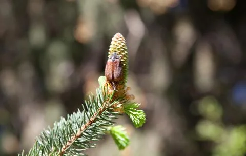 May bug on pine cone 스톡 사진