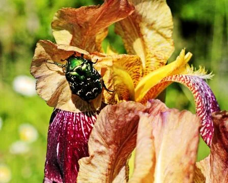 The May bug sits on a flower. Foto stock