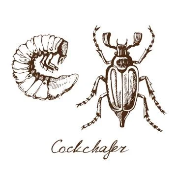 May bug sketch Stock Illustration
