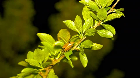 May bug on a tree branch at night. Stock Footage 63295315