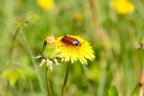 May-bug on the yellow dandelion Stock Photos