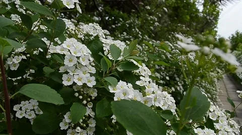 May Bush Flower Stock Footage 46117451