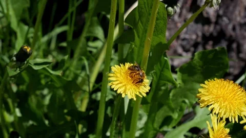 May dandelion bloomed, bees collect nectar. Vídeos de archivo 243490604