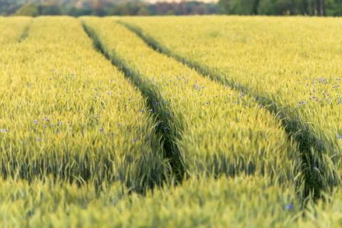 May a field of wheat Stock Photos