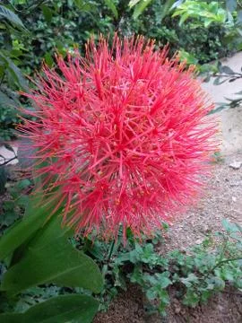 MAY FLOWER Foto stock