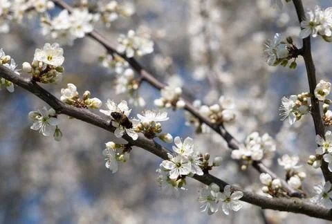 May flower tree in bloom Stock Photos