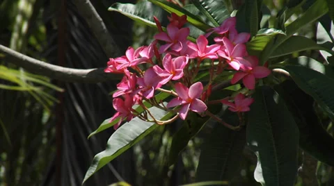 MAY FLOWERS FROM A TREE Stock Footage 39300015