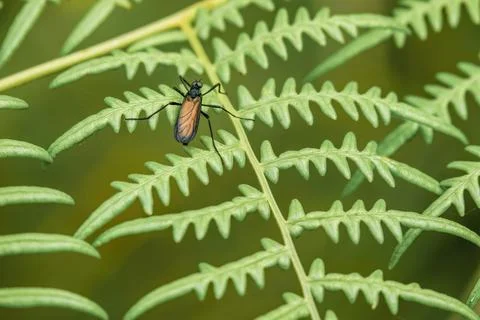 A may fly resting on an eagle fern frond Stock Photos