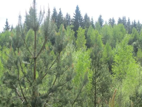 May forest 스톡 사진