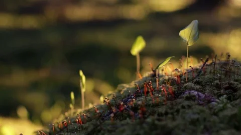 May lily leaves in forest Stock Footage 83207991