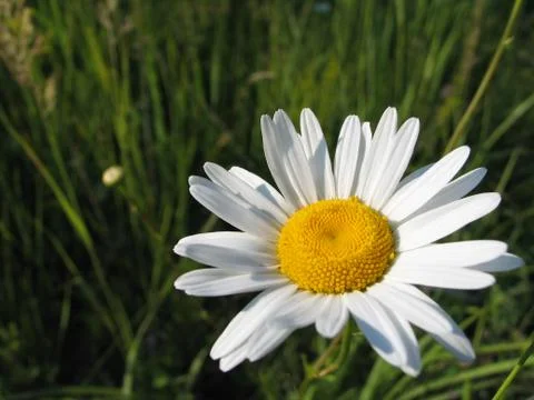 May Lily Fotos Stock