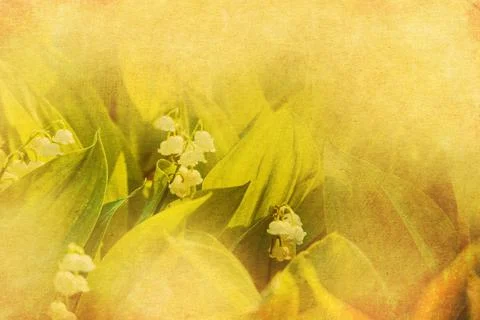 May lily of the valley textured Stock Illustration