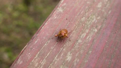 May ore June beetle moving. Modern cinematic tracking dolly shot. Stock Footage 151749218
