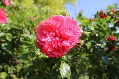 May Rose-2 Stock Photos