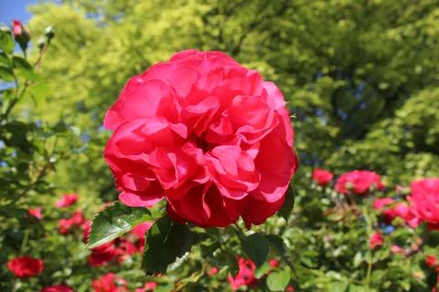 May Rose Stock Photos