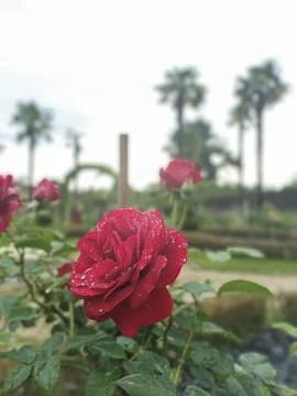 May rose Stock Photos