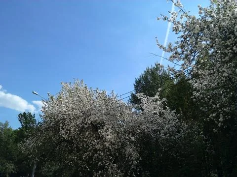 May sky and bird-cherry tree Stock Photos