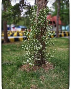 May tree Stock Photos