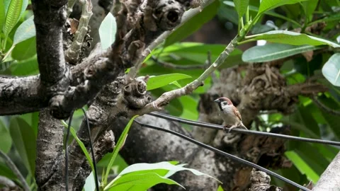 Maya Bird (Eurasian Tree Sparrow Passer Montanus) on tree outside sliding right Stock Footage 150128524