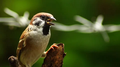 Maya Bird Perching Tree Branch Stock-Footage 27268799