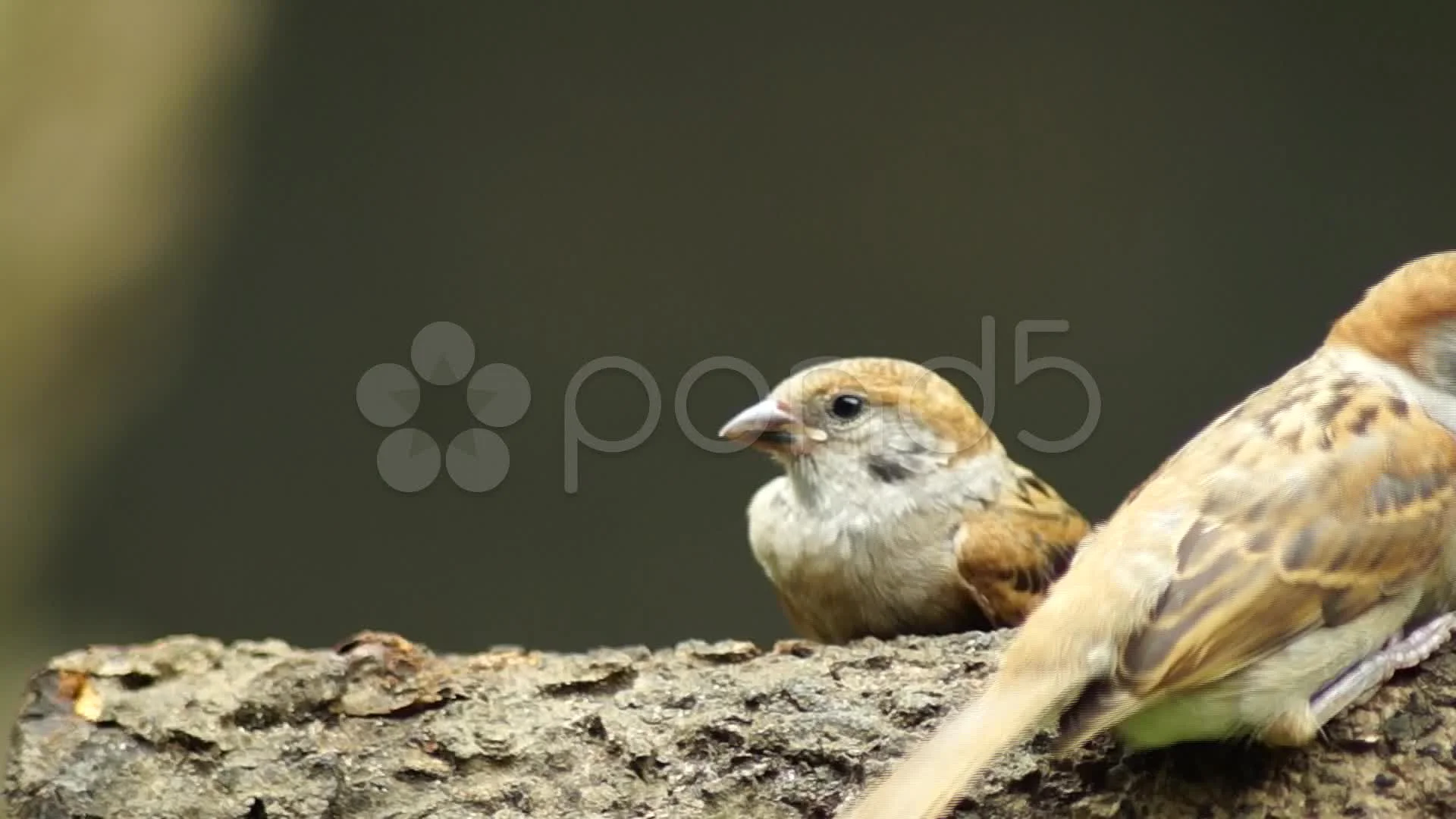 Maya Bird Tree Sparrow Pecking Grains On Stock Video Pond5