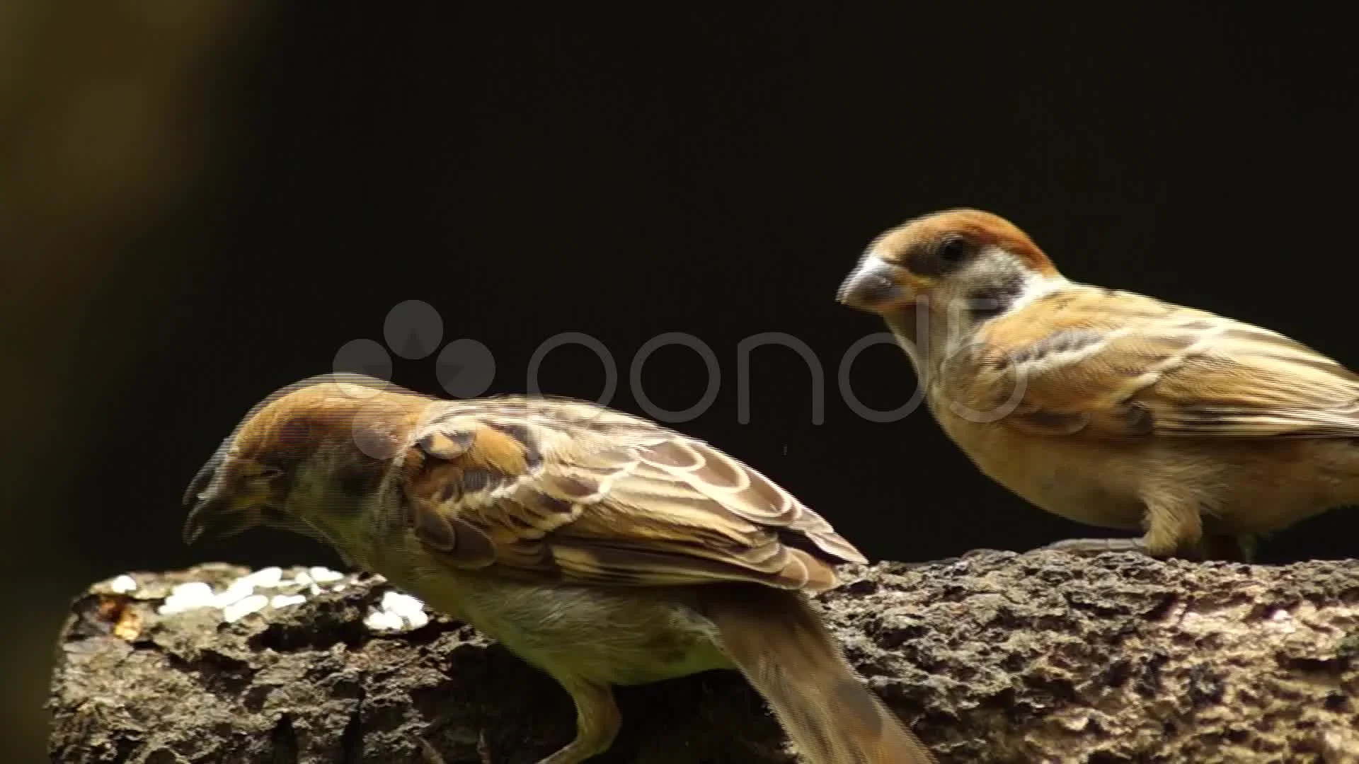 Maya Bird Tree Sparrow Pecking Grains On Stock Video Pond5