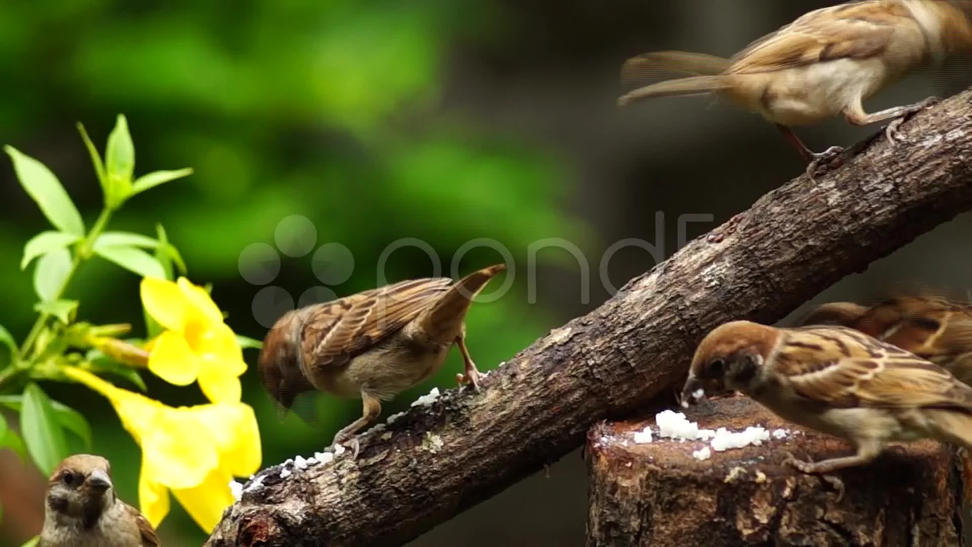 Maya Bird Tree Sparrow Pecking Grains On Stock Video Pond5
