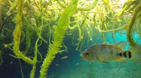 Maya cichlid underwater Stock Footage 47861275