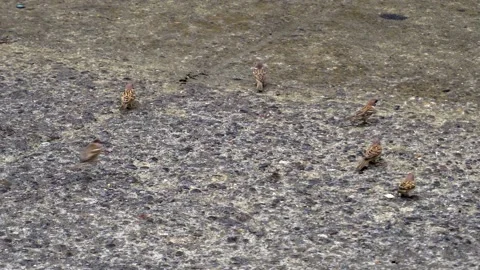 Maya Stock Footage 144425697