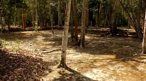 Maya Jungle, rain forest, Mayan Ruins Becan Mexico Vidéo 11341409