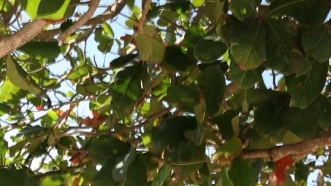 Maya Ruins in Tulum Stock-Footage 105215898