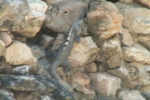 Mayan Culture Video stock 634033