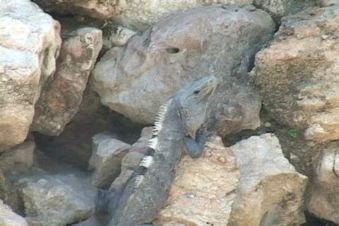 Mayan Culture Stock Footage 634034