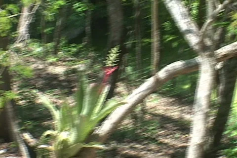 Mayan Culture Video stock 634036