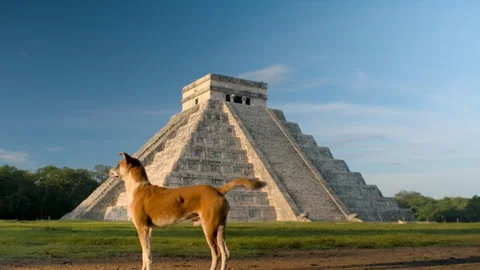 Mayan Pyramid of Chichen Itza with dog Stock Footage 330554797