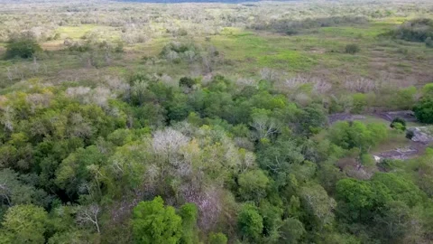 Mayan ruins hidden by forest  Stock Footage 237937542