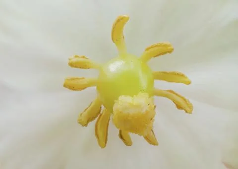 Mayapple blossom Foto stock