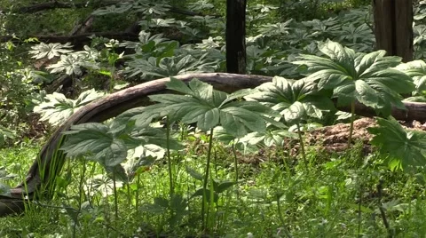 Mayapple by dead tree branch on forest floor nature Stock Footage 50142846