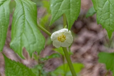 Mayapple flower closeup Stock Photos