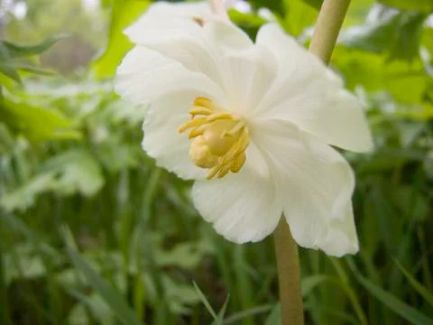 Mayapple Flower Stock Photos